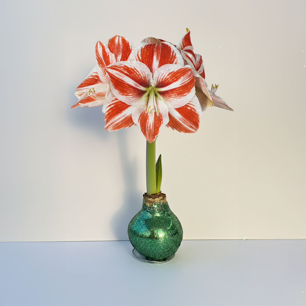 Super Star Amaryllis – Sage Glitter