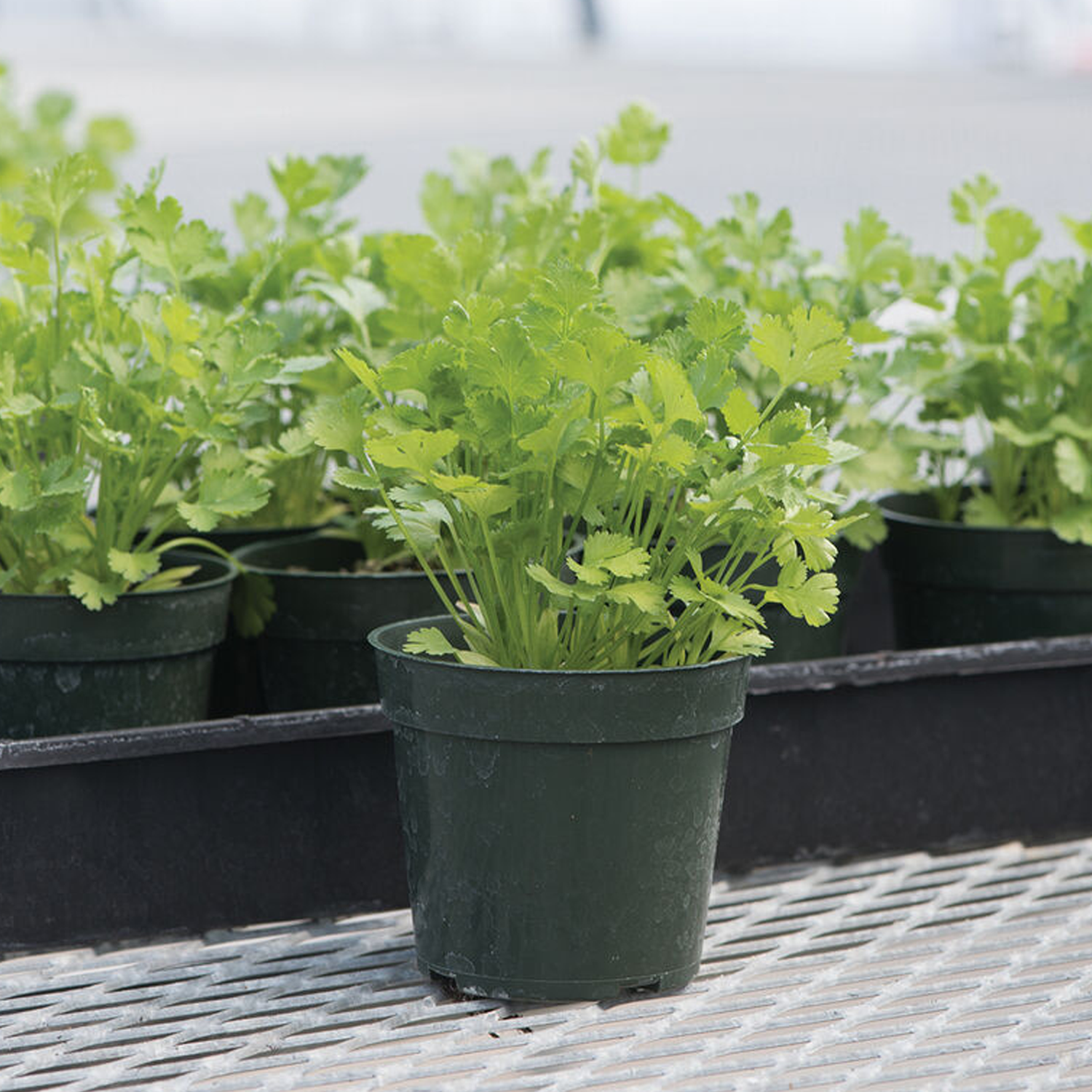 Santo Organic Cilantro/Coriander Seeds