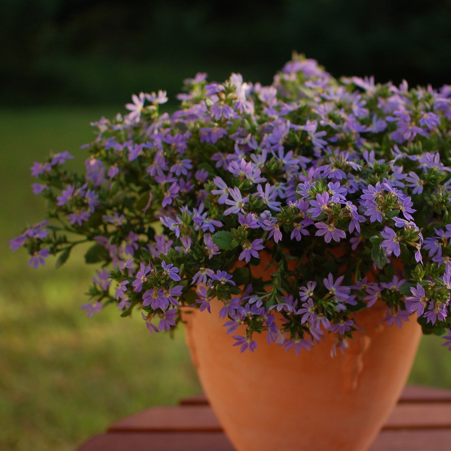 Surdiva Classic Blue' Scaevola | Creekside Champions™