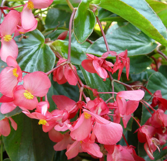 Dragon Wing® Pink Begonia | Creekside Champions™