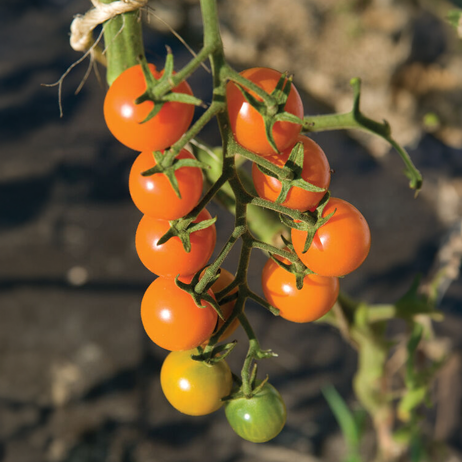 Sun Gold Tomato Seeds