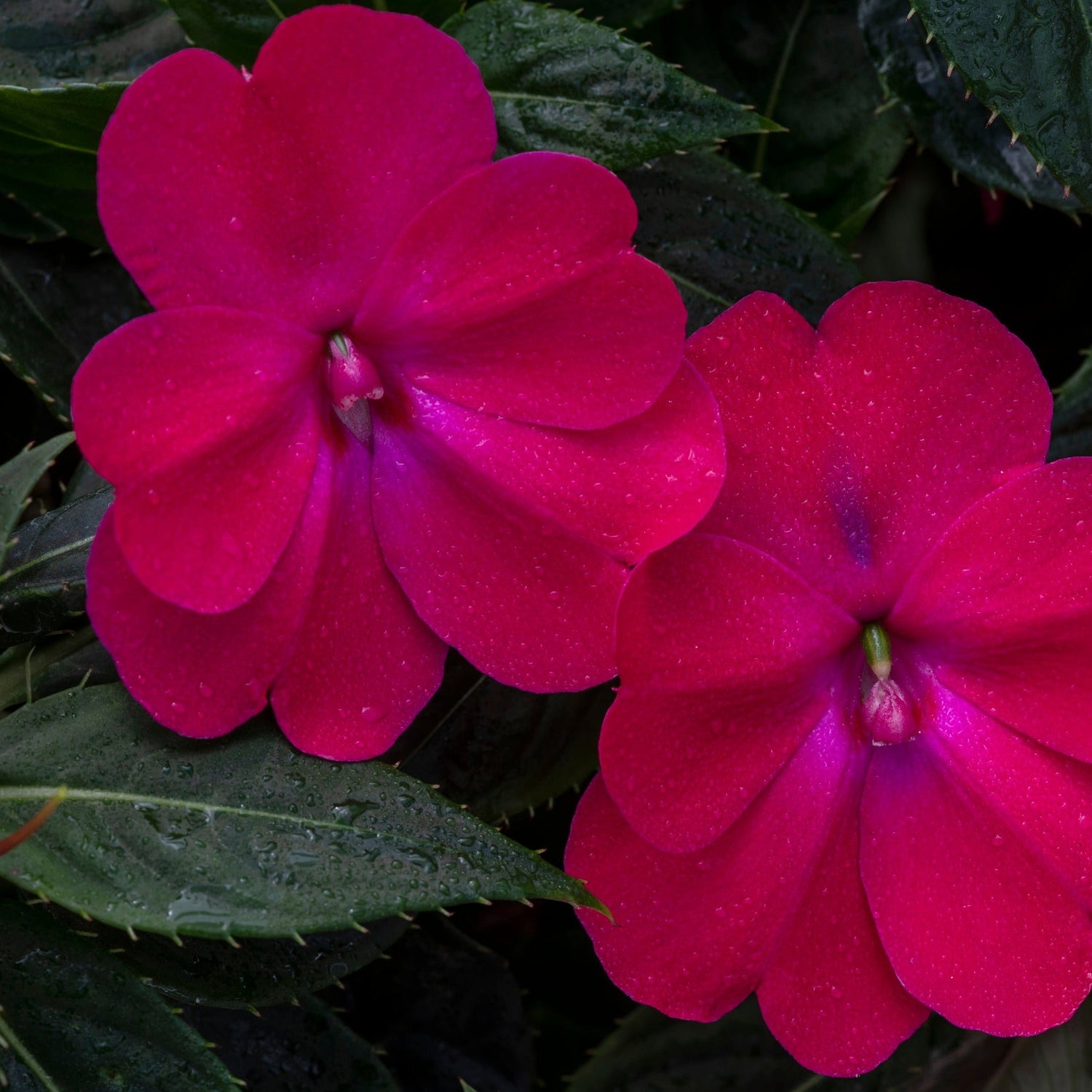 SunPatiens® 'Compact Rose Glow' Impatiens | Creekside Champions™