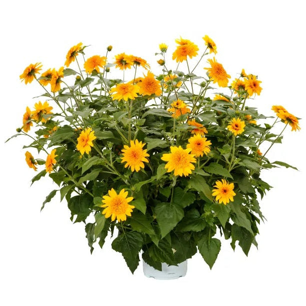 Sunfinity® Double Yellow Sunflower | Creekside Champions™