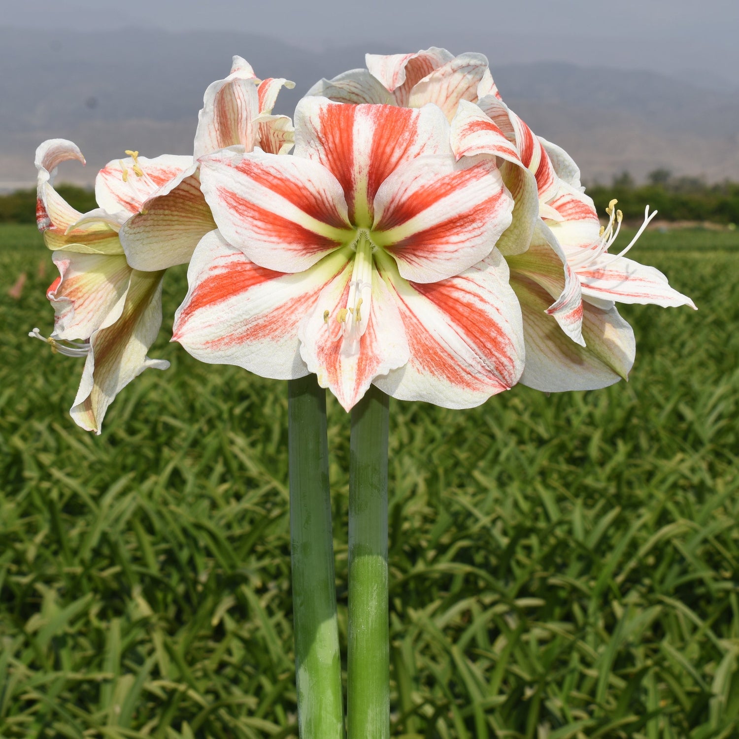 Super Star Amaryllis – Sage Glitter