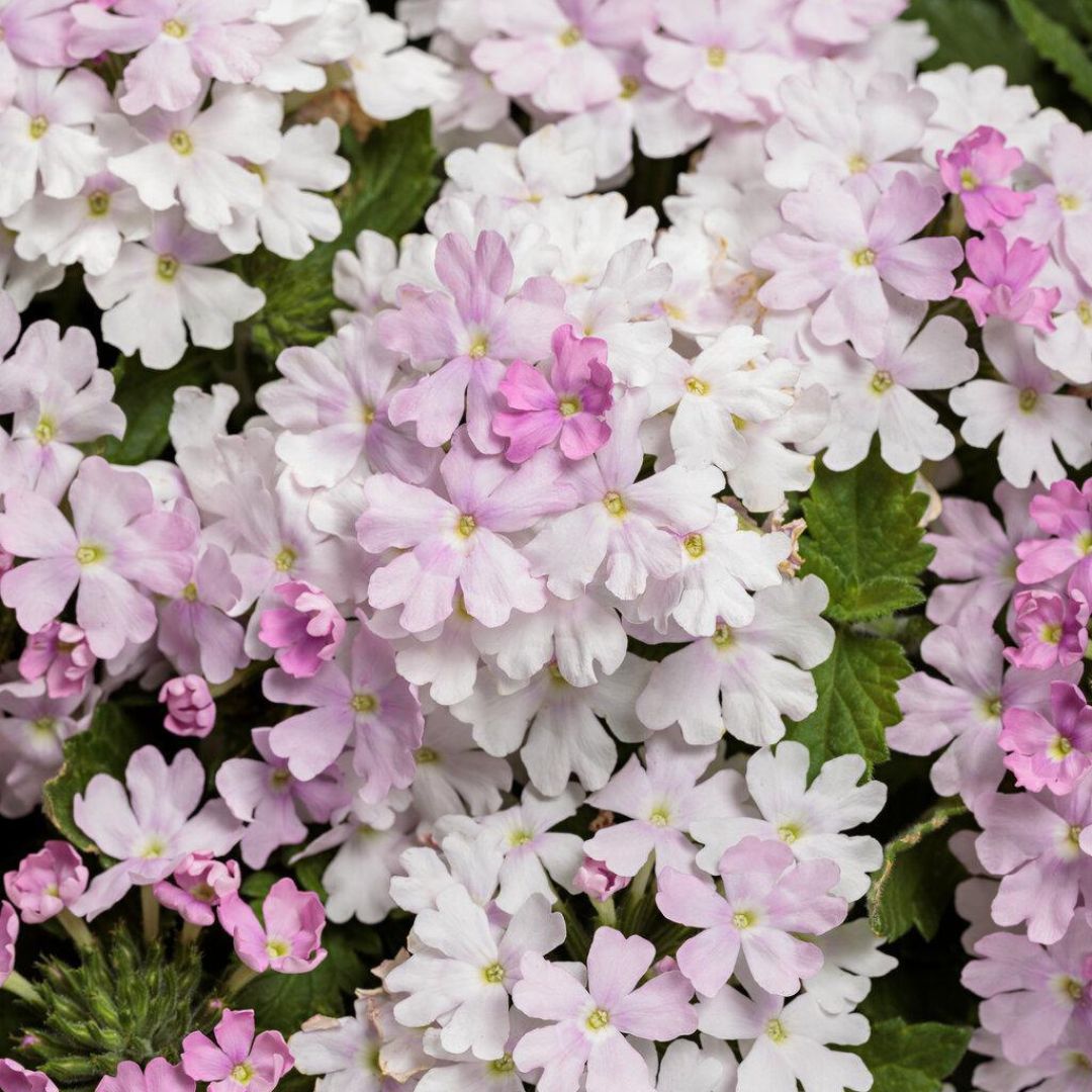 Superbena® Pink Cashmere™ Verbena | Proven Winners®