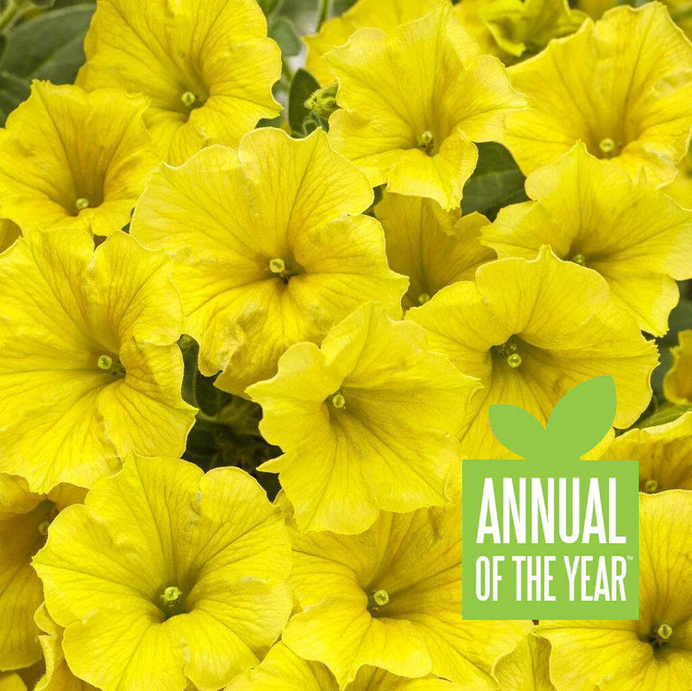 Supertunia Mini Vista® Yellow Petunia | Proven Winners®