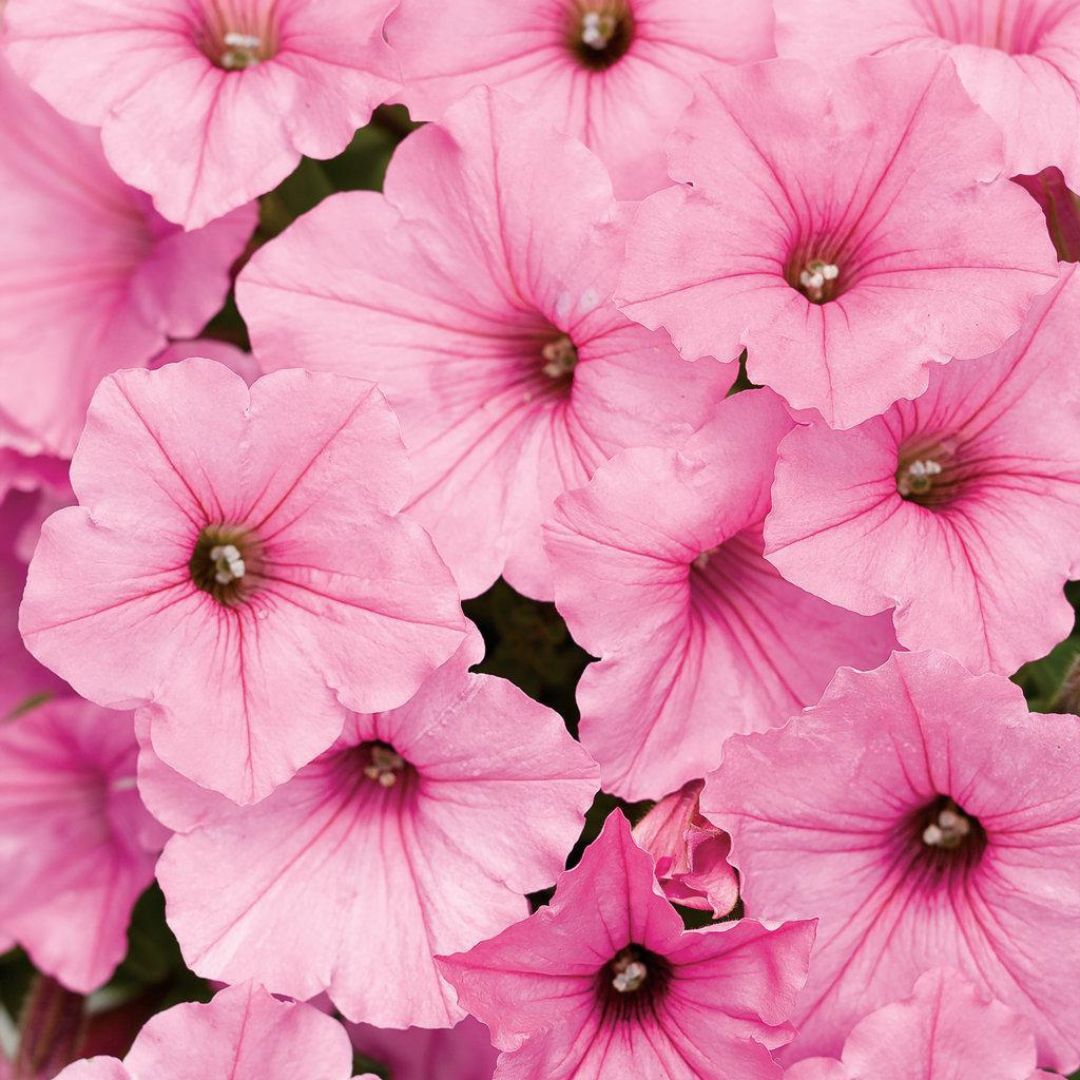 Supertunia Vista® Bubblegum® Petunia | Proven Winners®