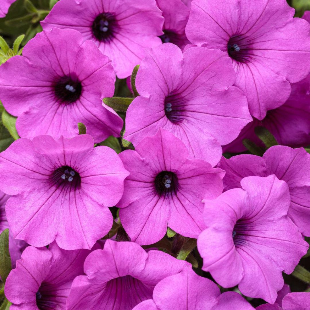 Supertunia Vista® Jazzberry® Petunia | Proven Winners®