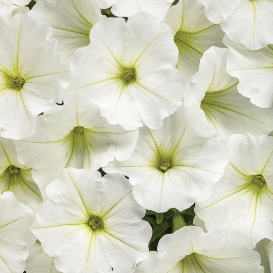 Supertunia Vista® Snowdrift™ Petunia | Proven Winners®