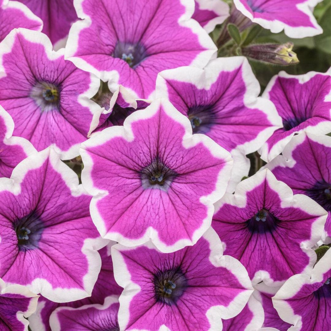Supertunia® Hoopla™ Vivid Orchid™ Petunia | Proven Winners®