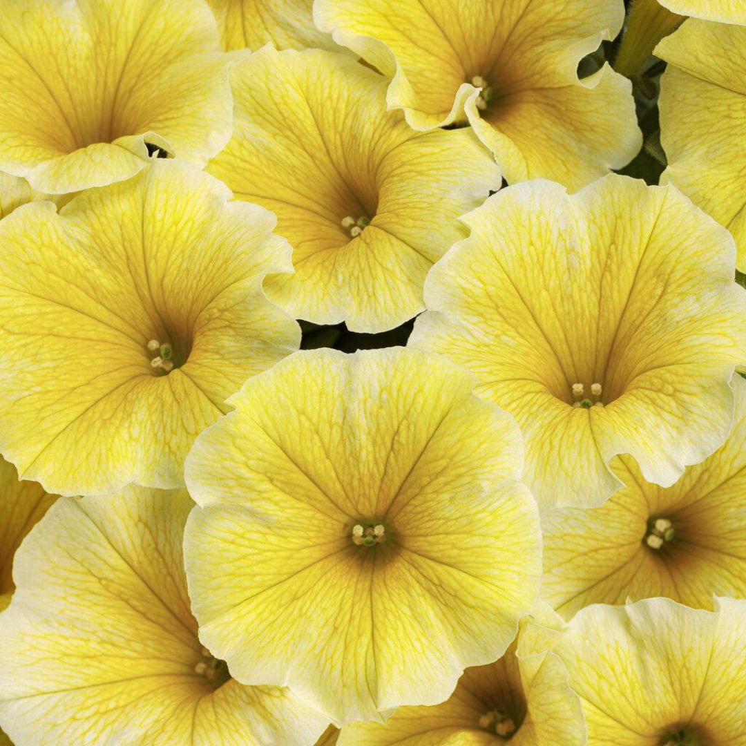 Supertunia® Saffron Finch™ Petunia | Proven Winners®