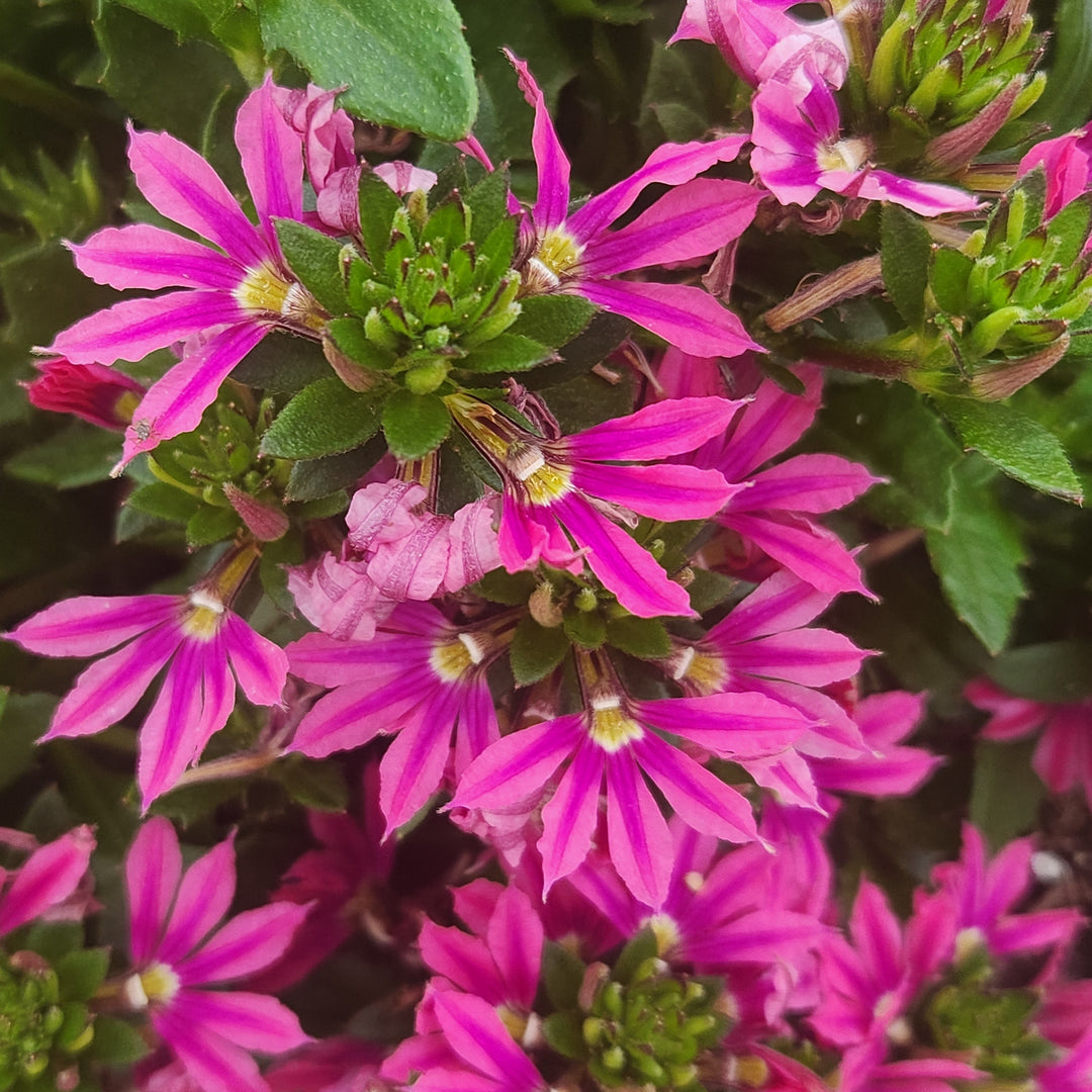 Surdiva Fashion Pink' Scaevola | Creekside Champions™