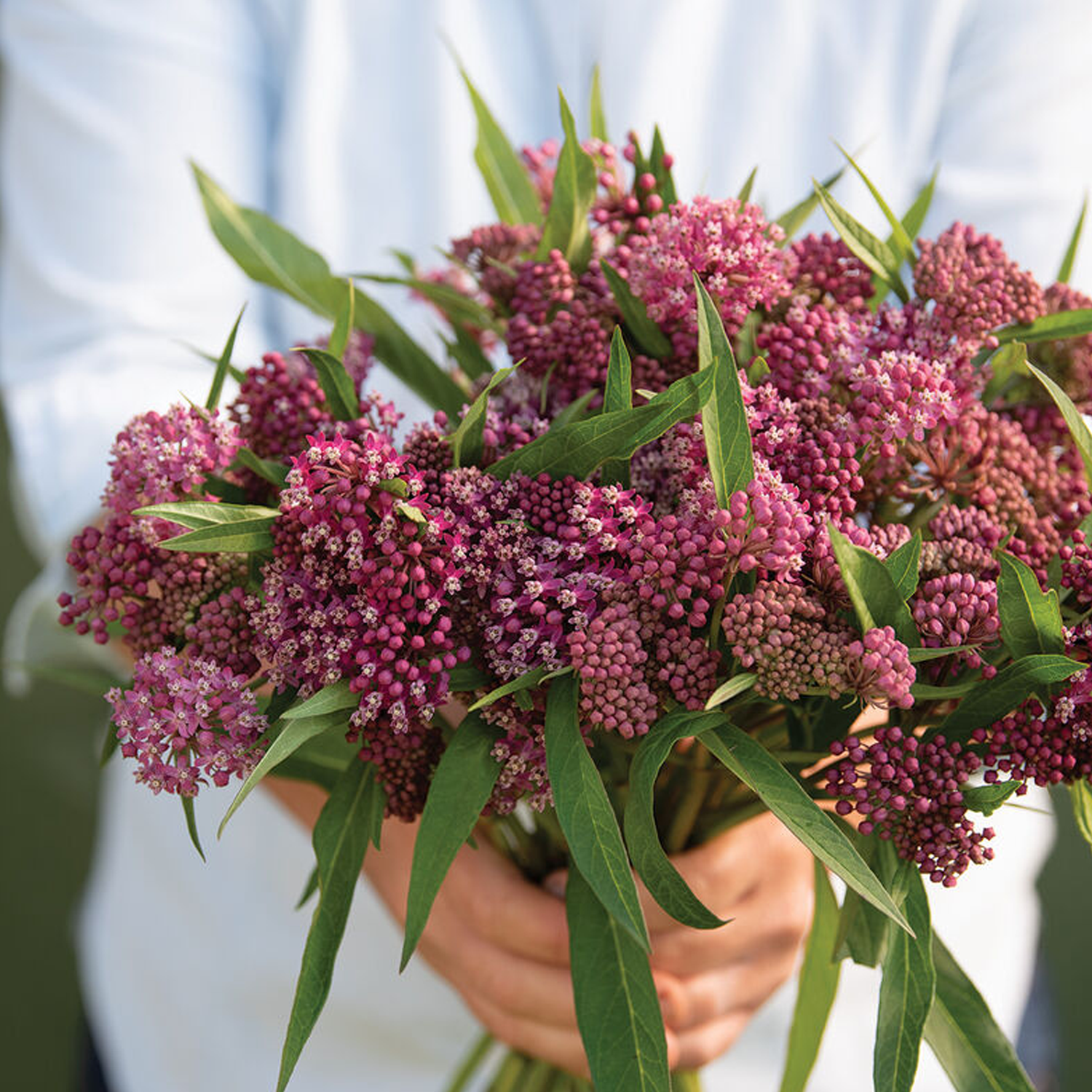 Swamp Milkweed Asclepias Seeds