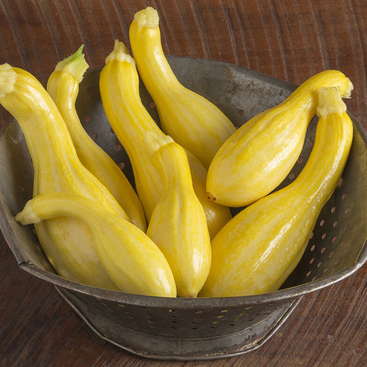 Tempest Organic Yellow Summer Squash Seeds