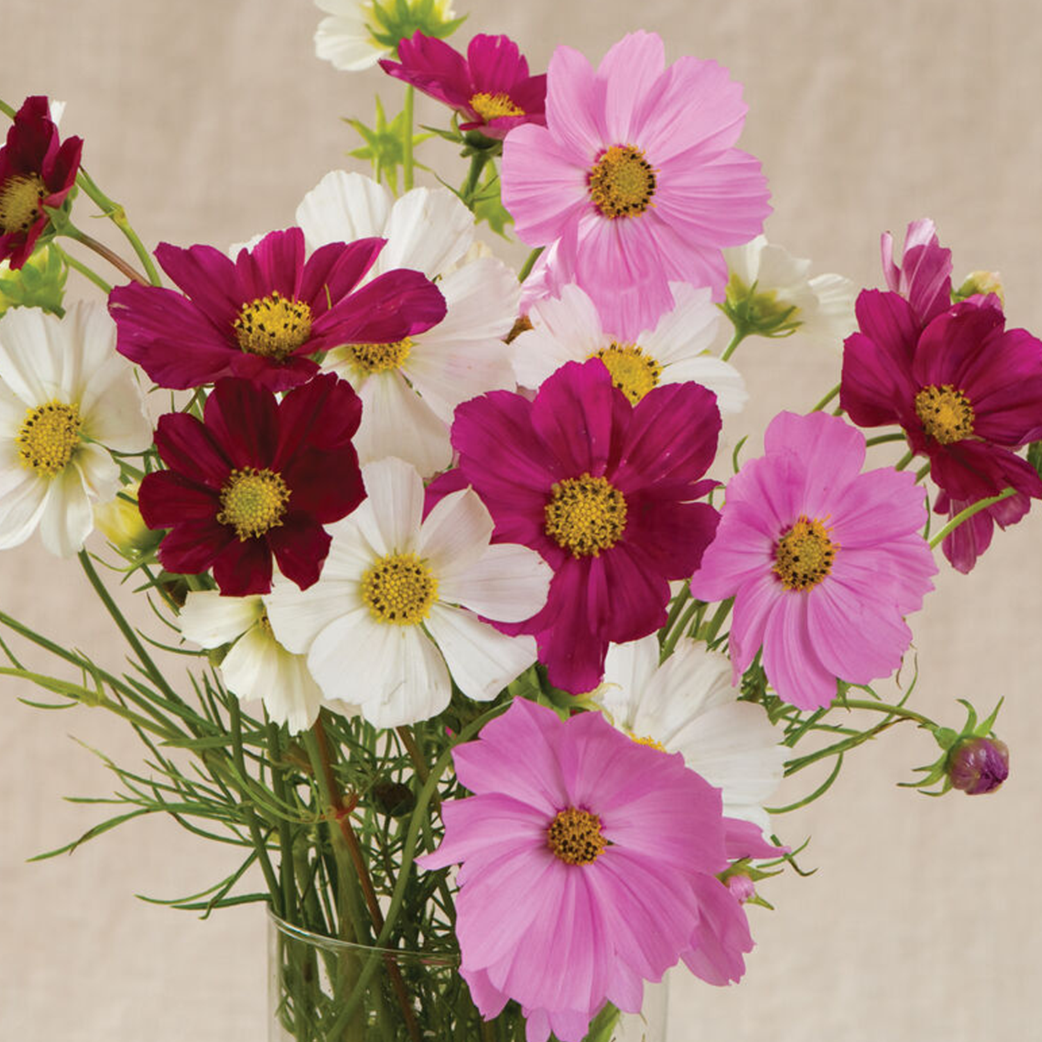 Versailles Mix Cosmos Seeds