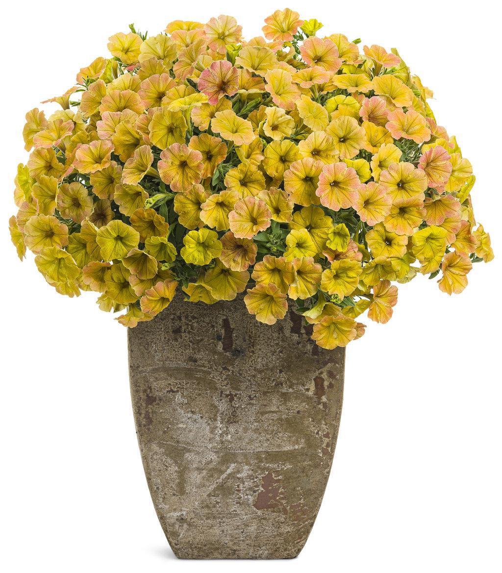 Supertunia® Honey™ Petunia | Proven Winners®