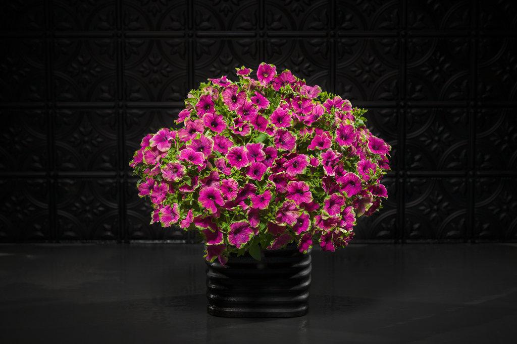 Supertunia® Picasso in Purple® Petunia | Proven Winners®