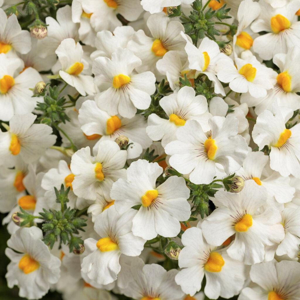 Sunsatia® Coconut Nemesia | Proven Winners®