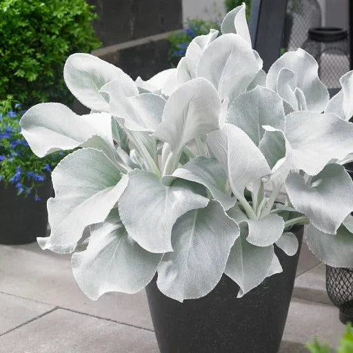 Angel Wings® Senecio | Creekside Champions™