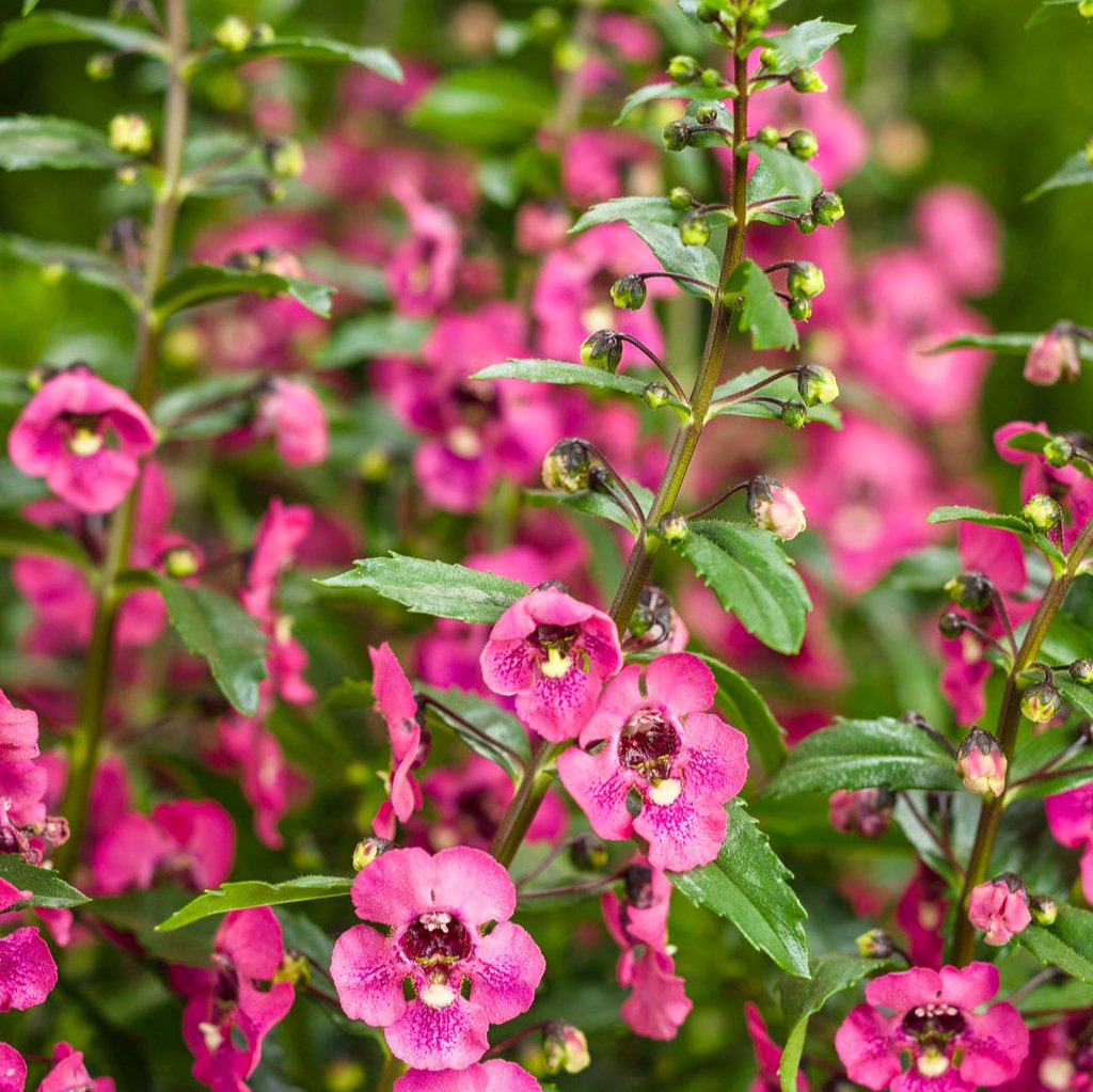 Angelface® Perfectly Pink Angelonia | Proven Winners®
