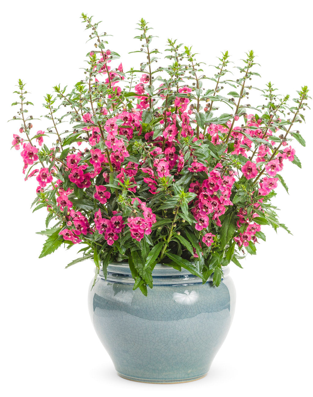 Angelface® Perfectly Pink Angelonia | Proven Winners®