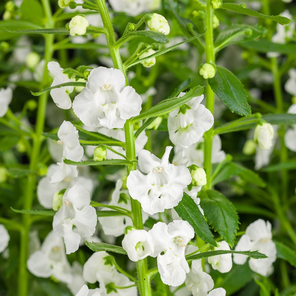 Angelface® Super White Angelonia | Proven Winners®