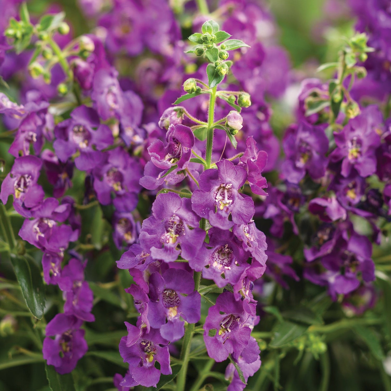 Angelface® Blue Angelonia | Proven Winners®