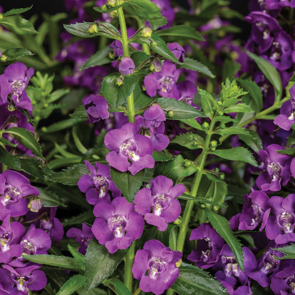 Angelface® Super Blue Angelonia | Proven Winners®