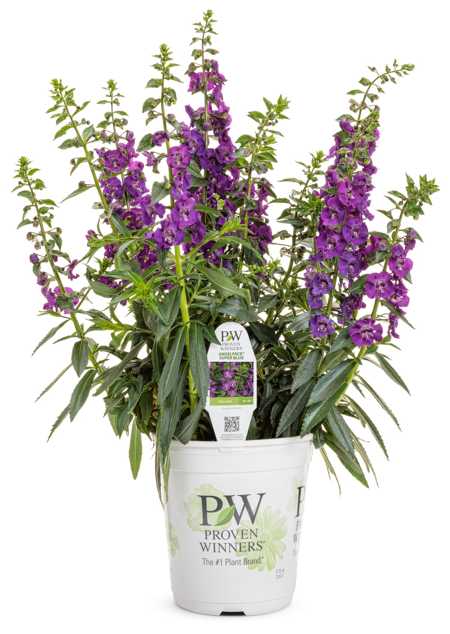 Angelface® Super Blue Angelonia | Proven Winners®