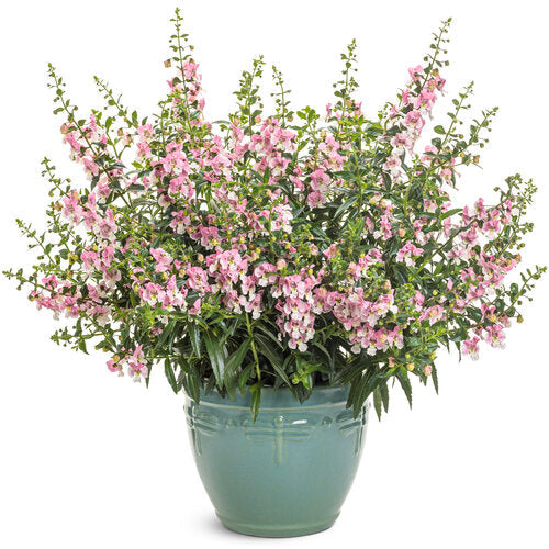 Angelface® Wedgewood Pink Angelonia | Proven Winners®