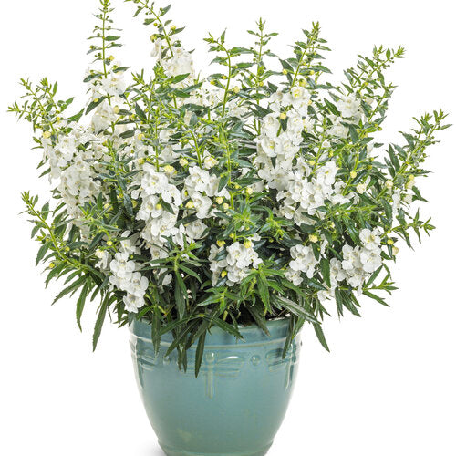 Angelface® White Angelonia | Proven Winners®