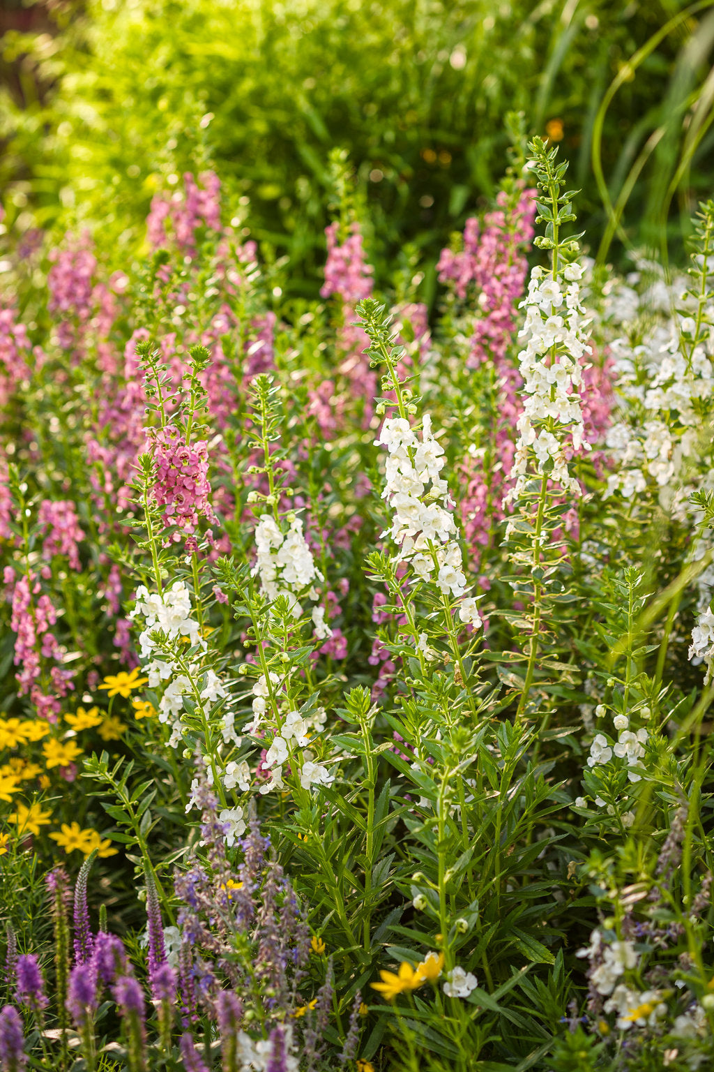 Angelface® Super White Angelonia | Proven Winners®