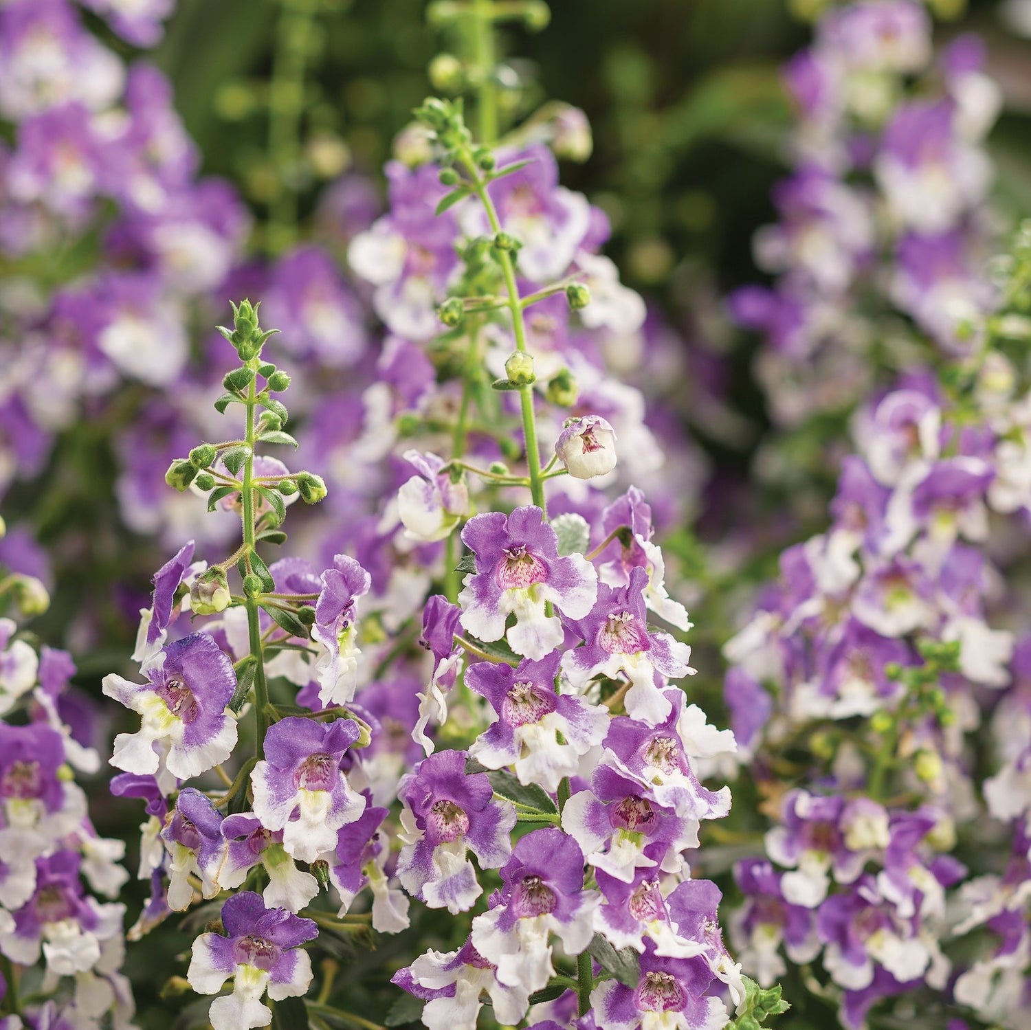 Angelface® Wedgewood Blue Angelonia | Proven Winners®