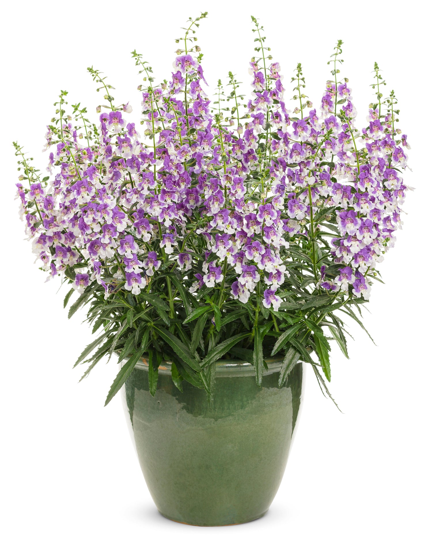 Angelface® Wedgewood Blue Angelonia | Proven Winners®