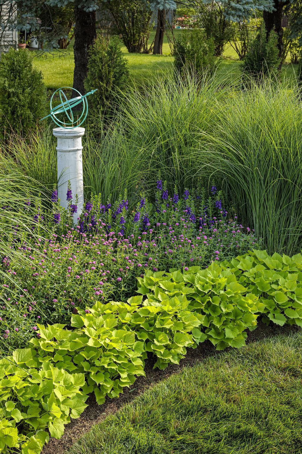 Sweet Caroline Bewitched Green with Envy™ Sweet Potato Vine