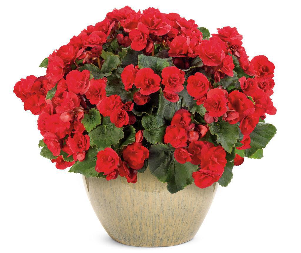 Solenia® Scarlet Rieger Begonia | Proven Winners®