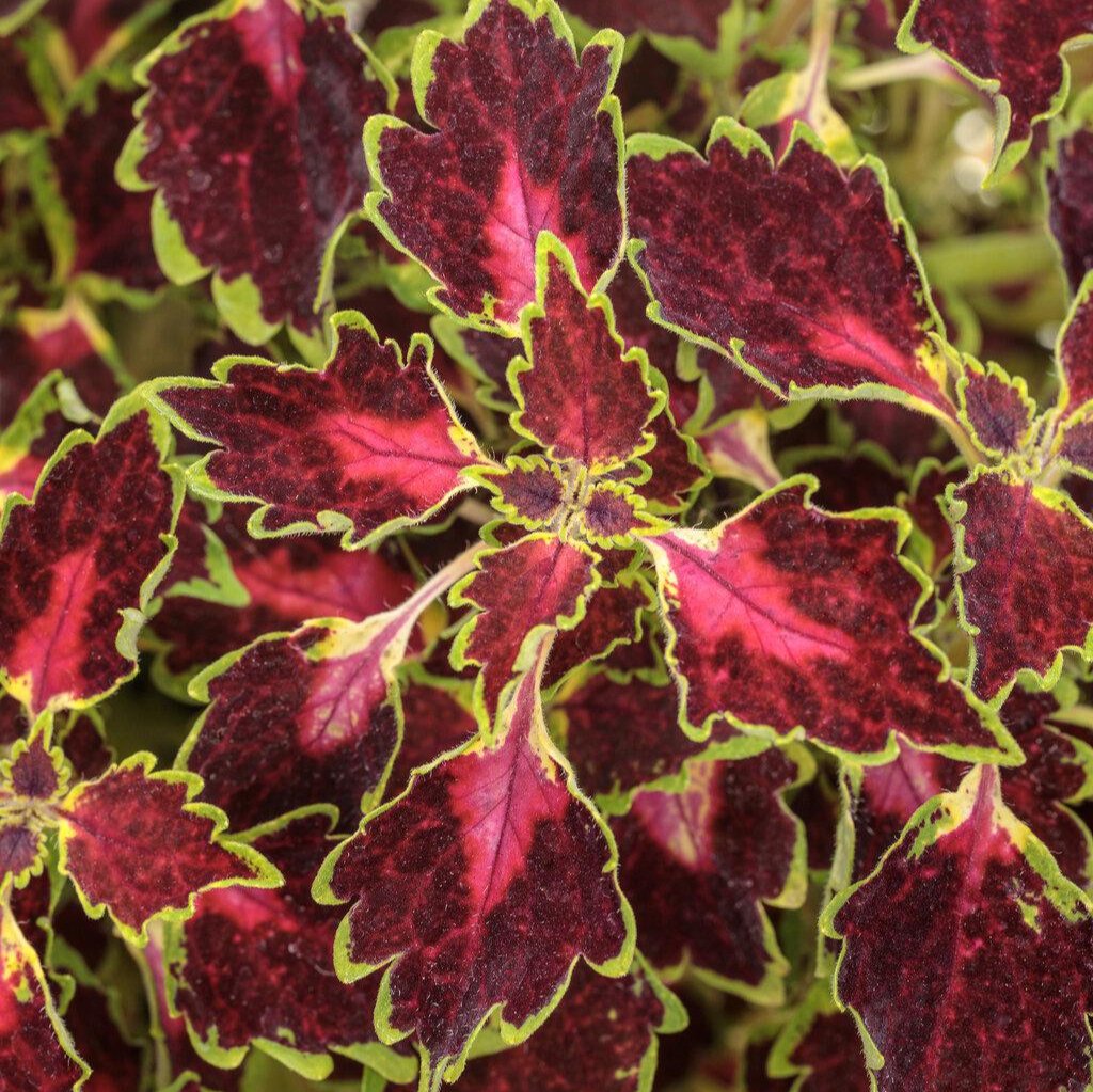 ColorBlaze® Cherry Drop Coleus | Proven Winners®