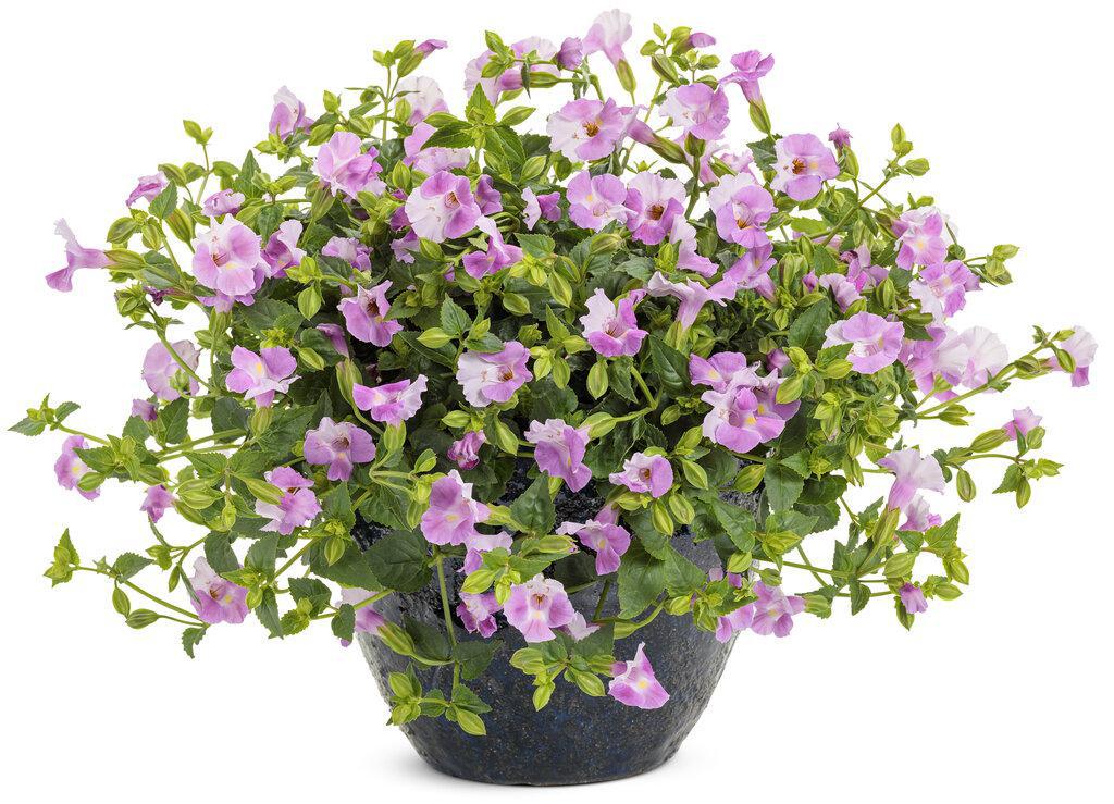 Catalina® Pink Torenia | Proven Winners®