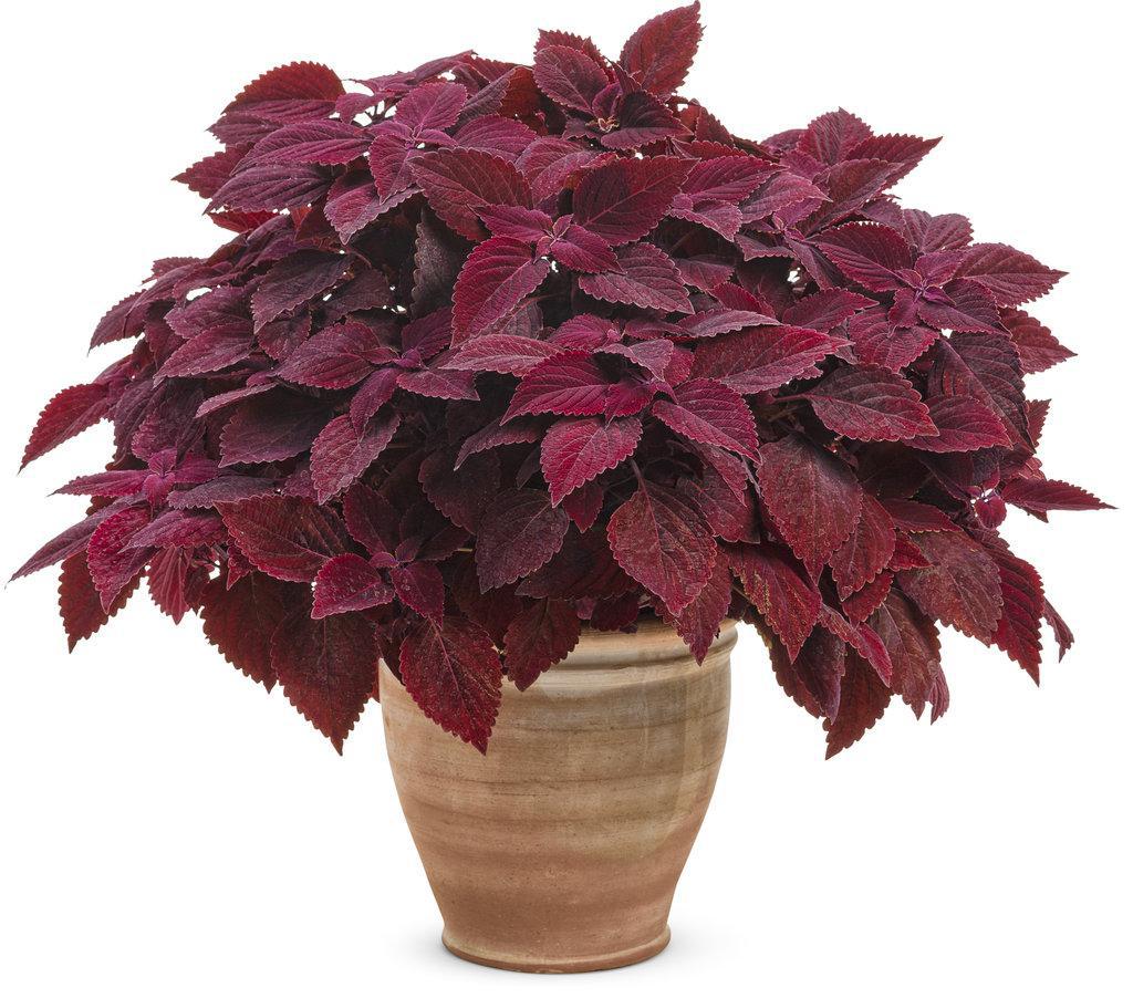 ColorBlaze® Rediculous® Coleus | Proven Winners®