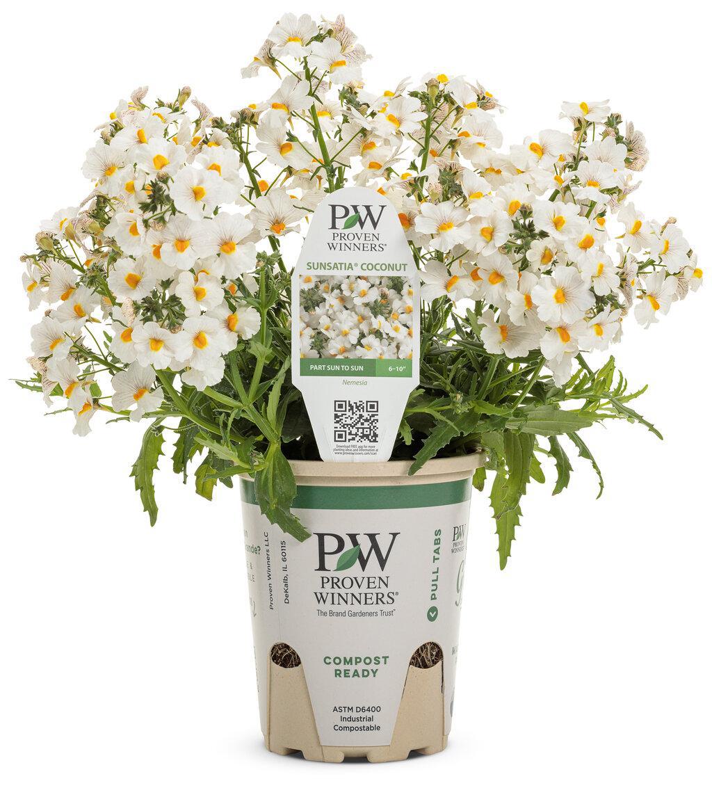 Sunsatia® Coconut Nemesia | Proven Winners®