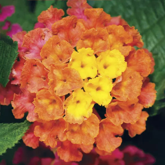 Bandana® Cherry Sunrise Lantana | Creekside Champions™