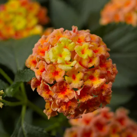 Bandana® Peach Lantana | Creekside Champions™