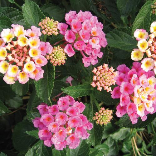 Bandana® Pink Lantana | Creekside Champions™