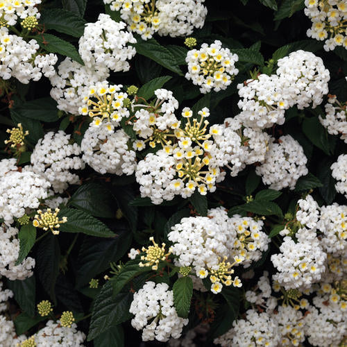 Bandana® White Lantana | Creekside Champions™