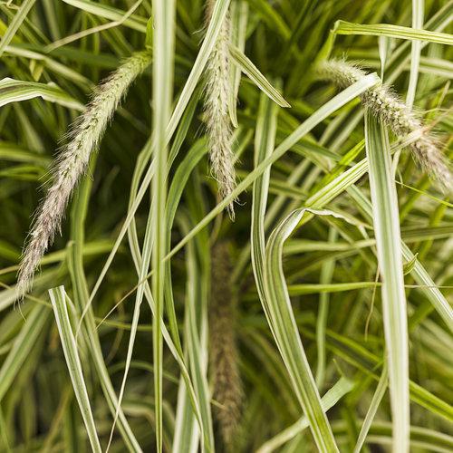Graceful Grasses® 'Sky Rocket' Fountain Grass | Proven Winners®