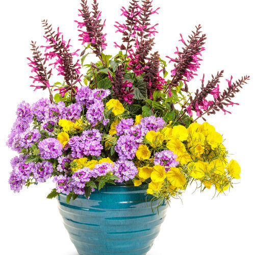 Superlophus™ Sunglow Texas Primrose | Proven Winners®