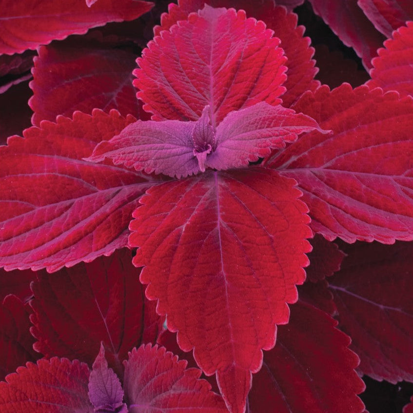 Main Street Beale Street' Coleus | Creekside Champions™