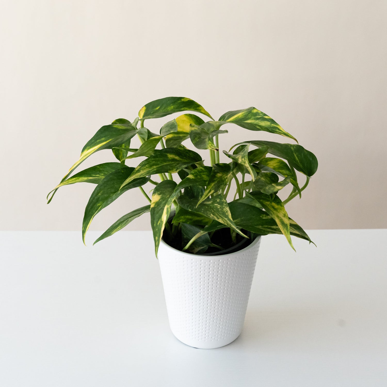BeautiFall® Golden Ray™