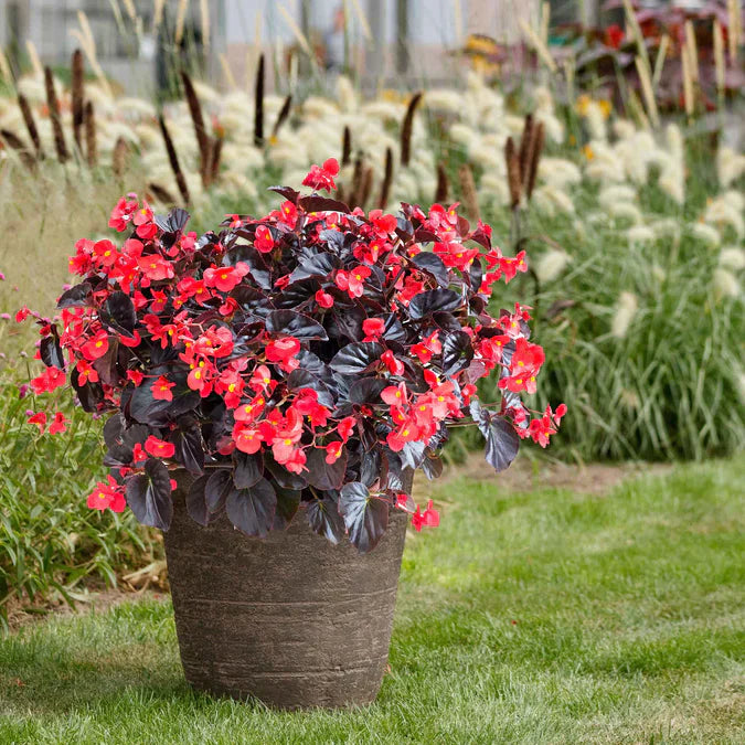 Viking® XL 'Red on Chocolate' Begonia | Creekside Champions™