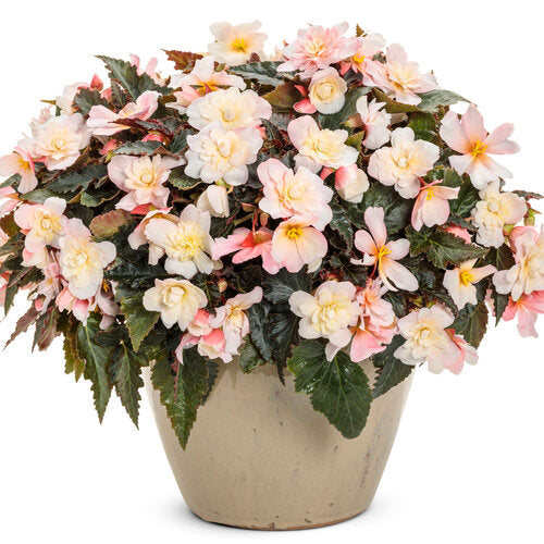 Double Delight® Appleblossom Begonia | Proven Winners®